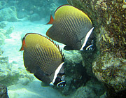 Kaiserfisch - Photo und Copyright by  HeliWeb