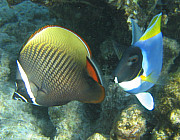 Kaiserfisch - Photo und Copyright by  HeliWeb