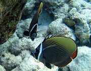 Kaiserfisch - Photo und Copyright by  HeliWeb