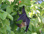 Fledermaus - Photo und Copyright by  HeliWeb