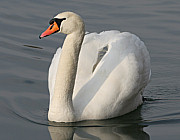 Schwan - Photo und Copyright by  HeliWeb