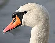 Schwan - Photo und Copyright by  HeliWeb