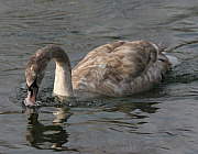 Jungschwan - Photo und Copyright by  HeliWeb