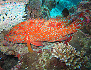 Vermilion Rock Cod   - Photo und Copyright by Norbert Ertl