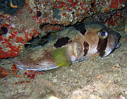 Kugelfisch - Photo und Copyright by Norbert Ertl