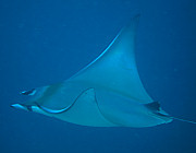 Manta - Photo und Copyright by Norbert Ertl