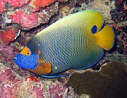 Kaiserfisch (Imperator) - Photo und Copyright by Norbert Ertl