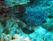 Karettschildkrte  - Photo und Copyright by Norbert Ertl