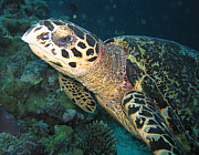 Karettschildkrte  - Photo und Copyright by Norbert Ertl