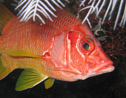 Red Snapper - Photo und Copyright by Norbert Ertl