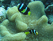 Anemonen Fish (Clarks) - Photo und Copyright by Norbert Ertl