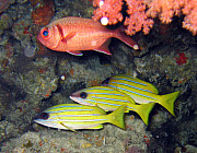 Bluestripe Snapper - Photo und Copyright by Norbert Ertl