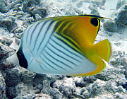 Butterflyfish (Threadfin) - Photo und Copyright by Norbert Ertl