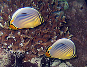 Butterflyfish (Redfin) - Photo und Copyright by Norbert Ertl